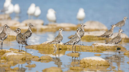 Flock of American Golden-Plovers 