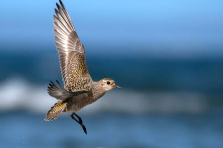 American Golden-Plover in flight