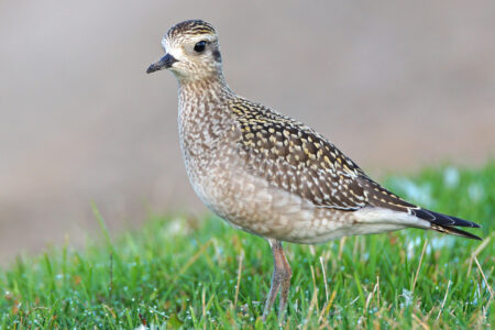 American Golden-Plover, winter plumage