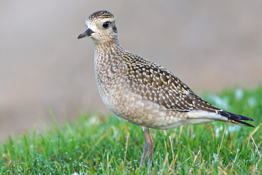 American Golden-Plover, winter plumage