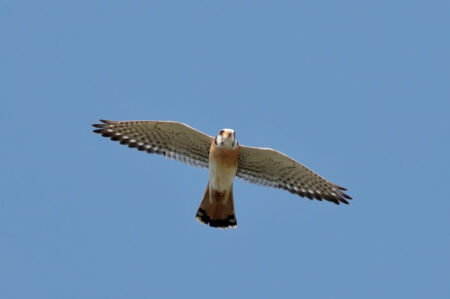 American Kestrel in flight