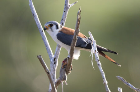 American Kestrel perched with prey