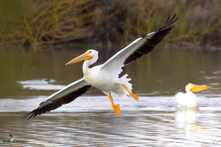 American White Pelican in flight