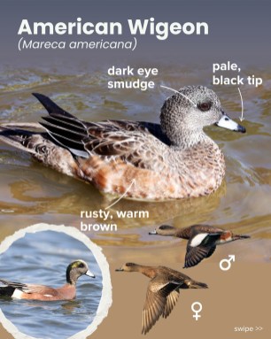 American Wigeon