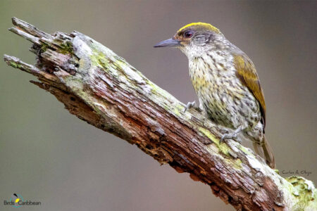 Female Antillean Piculet