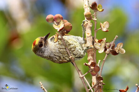 Male Antillean Piculet 