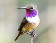 Bahama Woodstar, male. The Bahama Woodstar can only be found on the Turks and Caicos Islands and The Bahamas! This near-endemic can be easily spotted in a range of habitats around TCI. (Photo by Keith Salveson)