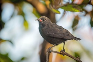 Bananaquit - black morph