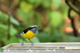 Bananaquit perched