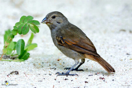 Barbados Bullfinch on the ground 