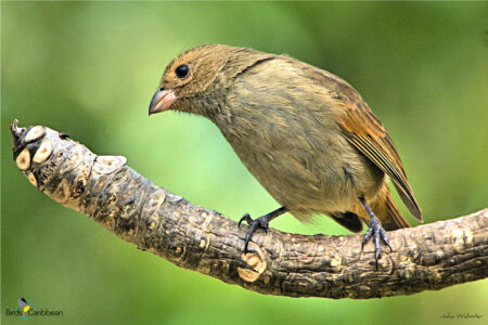 Barbados Bullfinch on a twig 
