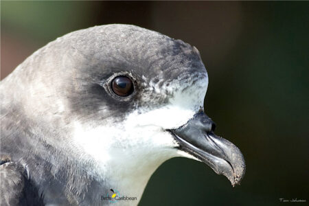 Bermuda Petrel head