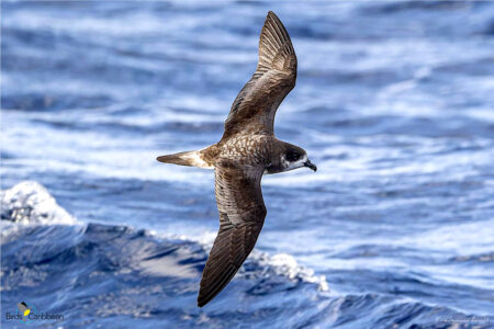 Bermuda Petrel in flight
