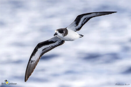 Bermuda Petrel in flight