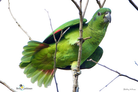 Black-billed Parrot