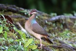 Bridled Quail-Dove, Guadeloupe.