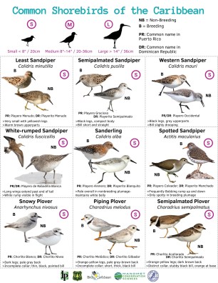 Common Shorebirds Page 1
