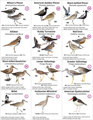 Common Shorebirds Page 2