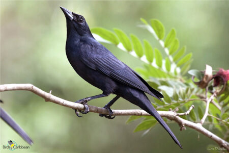 A Cuban Blackbird 