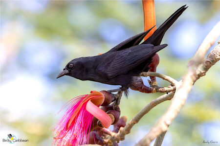a Cuban Blackbird perched on a flower