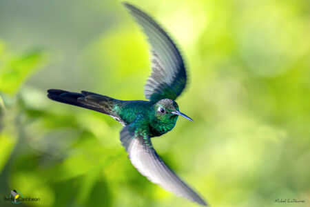 Cuban Emerald in flight