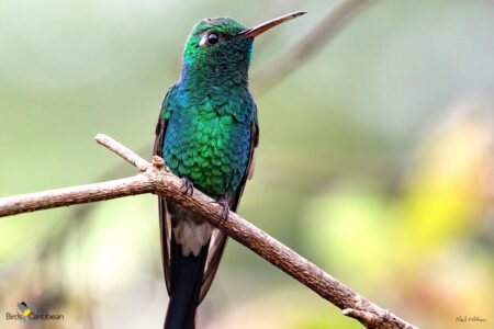 Cuban Emerald male