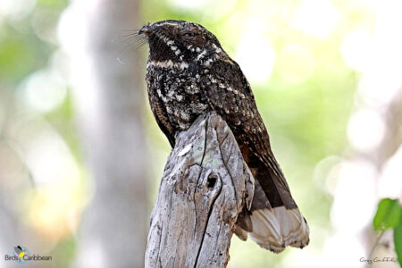 Cuban Nightjar perched