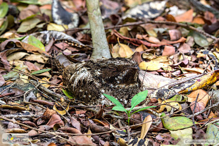 Cuban Nightjar on the ground