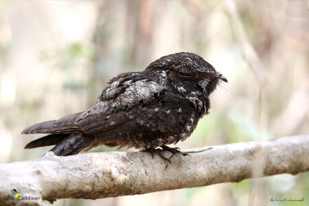 Cuban Nightjar perched