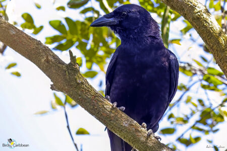 Cuban Palm-Crow