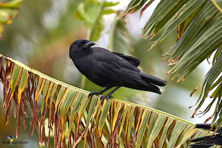 Cuban Palm-Crow