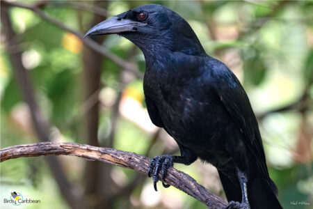 Cuban Palm-Crow