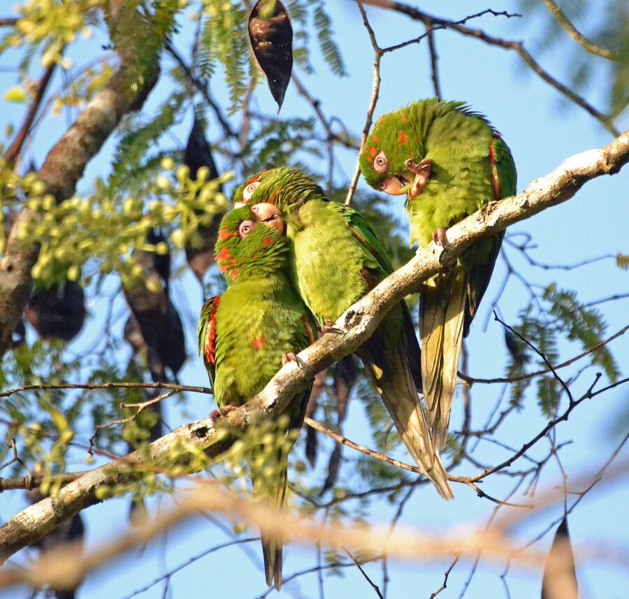 Photo of 3 Cuban Parakeets perched on a branch. Two are preening each other while the other is preening the feathers on its leg. 