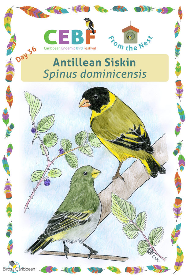 From the Nest – Day 36