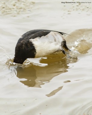 diving-ring-necked-duck