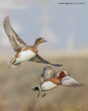 Eurasian-wigeon-pair