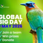 BirdsCaribbean’s Island Bird-Off is Back for Global Big Day 2026!