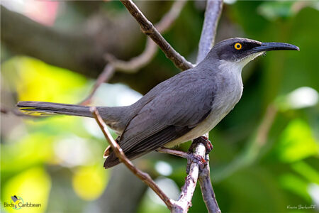 Gray Trembler St Lucia