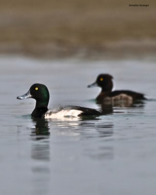 Great-Scaup-pair