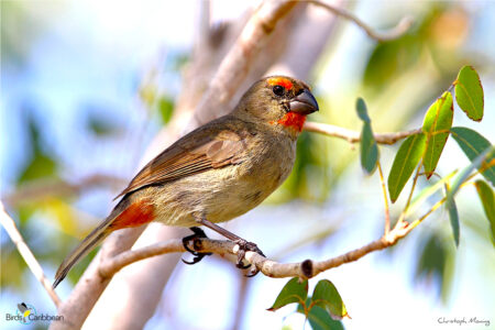 Immature Greater Antillean Bullfinch. 