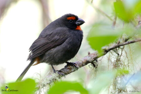 Female Greater Antillean Bullfinch