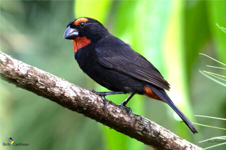 Male Greater Antillean Bullfinch