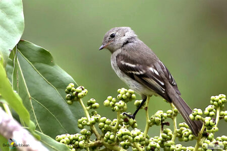 Greater Antillean Elaenia