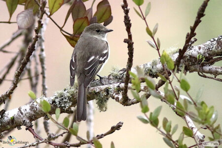 Greater Antillean Elaenia