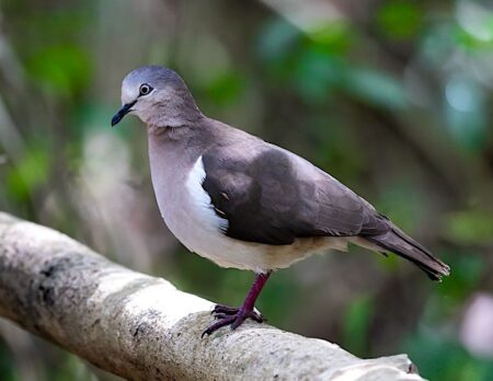 Grenada Dove side view showing cinnamon-brown plumage and white stripe in front of the wing, key field marks.