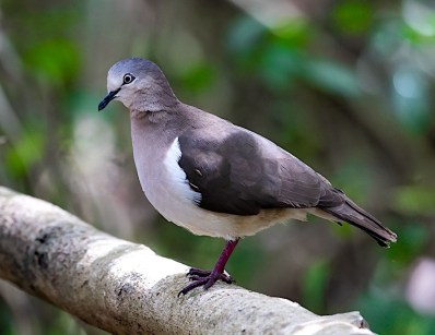 Grenada Dove side view showing cinnamon-brown plumage and white stripe in front of the wing, key field marks.