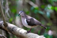 Grenada Dove perched on a branch - side view.