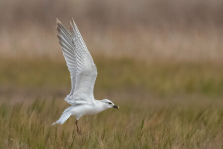 Gull-billed Tern Foraging