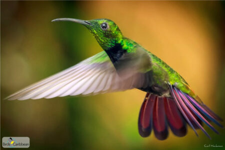 Male Hispaniolan Mango in flight.