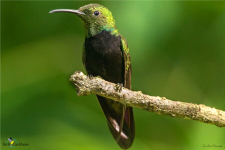 Male Hispaniolan Mango on a perch